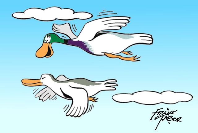 Male and femal mallard ducks flying and talking. . . By Frank C. Tabor - Color by Jock Dempsey