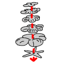 rose0015.gif (2485 bytes)